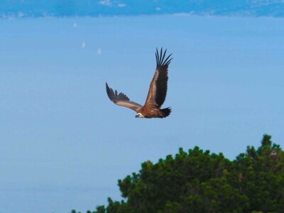 Mladi bjeloglavi supovi ponovno prelijeću Kvarnerske otoke