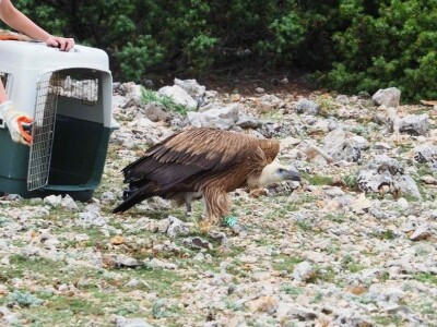 Mladi bjeloglavi supovi ponovno prelijeću Kvarnerske otoke