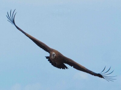 Mladi bjeloglavi supovi ponovno prelijeću Kvarnerske otoke