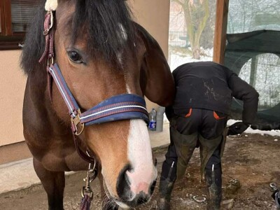 Mladi Haris Ganić iz Visokog potkuje do 60 konja mjesečno