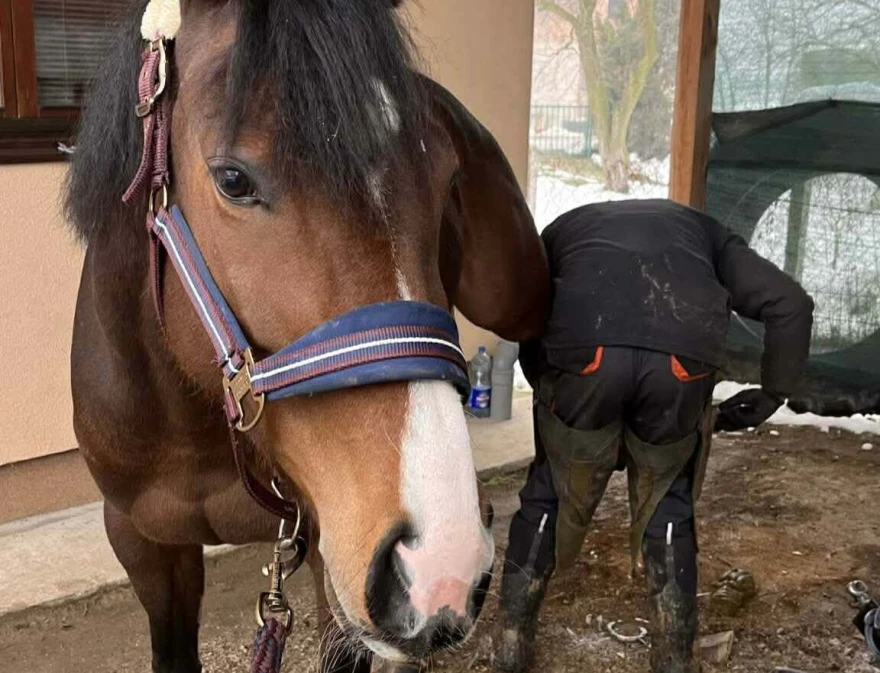 Potkivanje konja