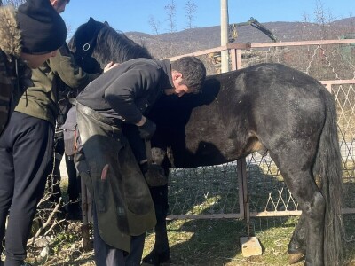 Mladi Haris Ganić iz Visokog potkuje do 60 konja mjesečno