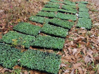 Mladi ljudi iz Beograda zasadili divlji origano