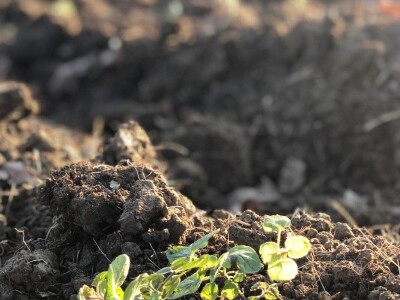 Mladi ljudi iz Beograda zasadili divlji origano