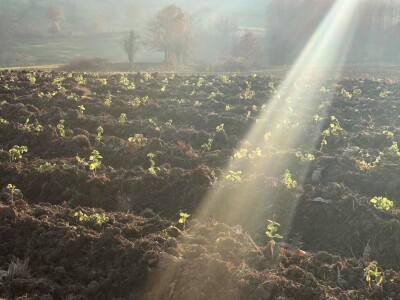 Mladi ljudi iz Beograda zasadili divlji origano