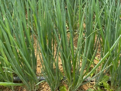 Sadnja mladok luka iz hranjivih kocki