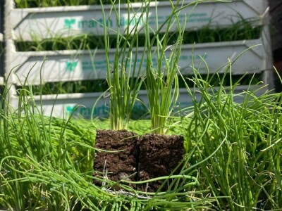 Sadnja mladok luka iz hranjivih kocki