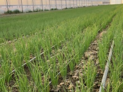 Sadnja mladok luka iz hranjivih kocki