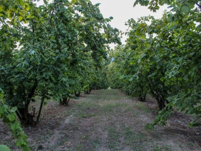 Mladi maggistri, Jelena i Ivan, zbog posla su morali otići iz rodne Slavonije, no nikada ju nisu napustili