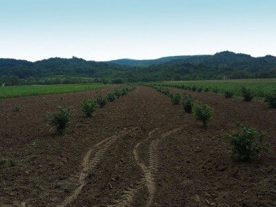 Mladi maggistri, Jelena i Ivan, zbog posla su morali otići iz rodne Slavonije, no nikada ju nisu napustili