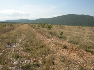 Mlasi nasadi badema OPG Josip Čarić u kršu Zamosorja