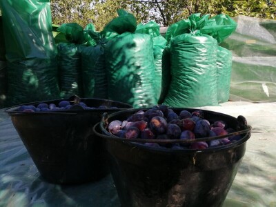 Mladi poljoprivrednici Srbije Mladi poljoprivrednici Srbije