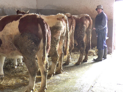 Mladi poljoprivrednici u Sremu svaštare