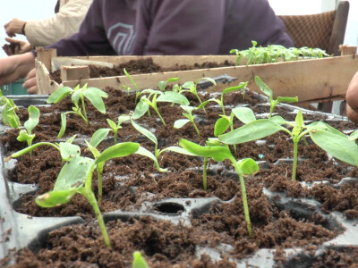 Mladi poljoprivrednici u Sremu svaštare