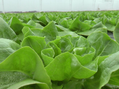 Mladi poljoprivrednici u Sremu svaštare