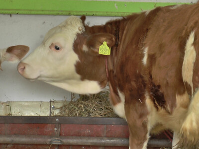 Mladi poljoprivrednici u Sremu svaštare