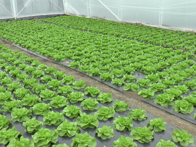 Mladi poljoprivrednici u Sremu svaštare