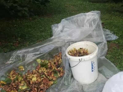 Mladi Prijedorčanin uzgaja lješnike i orahe