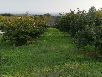 Mladi Prijedorčanin uzgaja lješnike i orahe