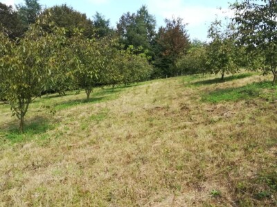 Mladi Prijedorčanin uzgaja lješnike i orahe