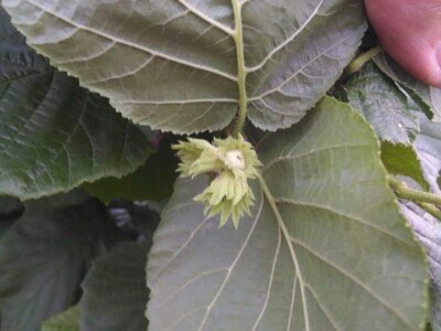 Mladi Prijedorčanin uzgaja lješnike i orahe