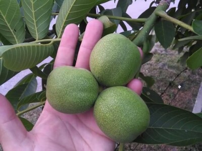 Mladi Prijedorčanin uzgaja lješnike i orahe