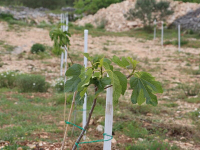 Mladi smokvik OPG Živana Rak u vodeničkom zaleđu