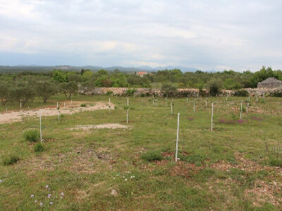 Mladi smokvik OPG Živana Rak