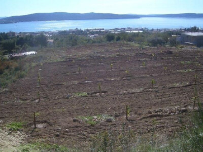 Mlada plantaža (nasadi) smokava u dalmatinskom priobalju