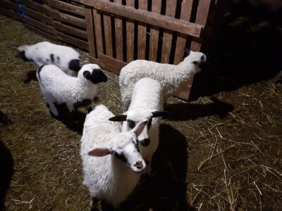 Mladi stočar iz Blaževića