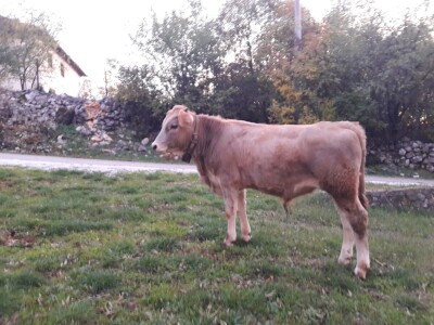 Mladi stočar iz Blaževića