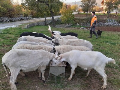 Mladi stočar iz Blaževića