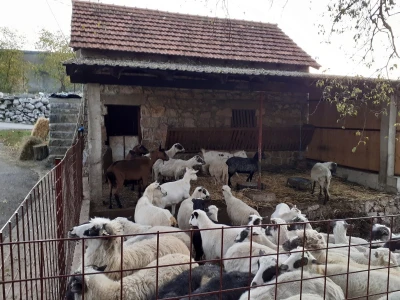 Mladi stočar iz Blaževića