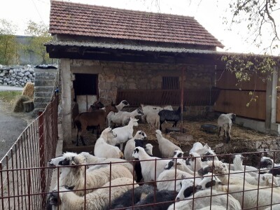 Mladi stočar iz Blaževića