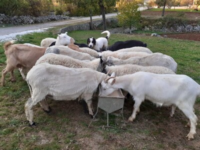 Mladi stočar iz Blaževića