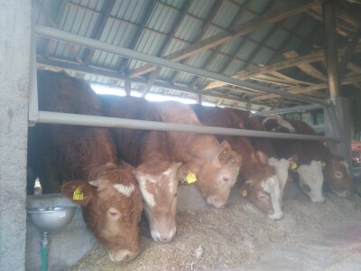 Mladi stočar Marcel Dušek: Čovjek se na sve prilagodi pa tako i na to