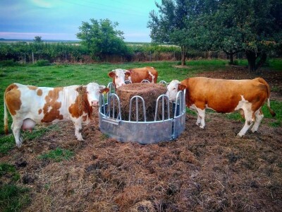 Mladi stočar Marcel Dušek: Čovjek se na sve prilagodi pa tako i na to