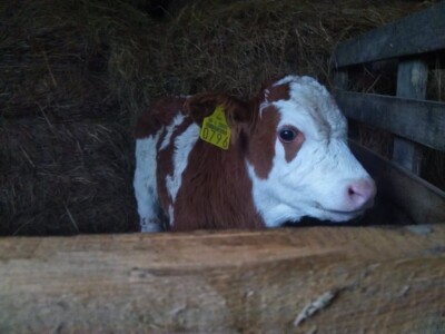 Mladi stočar Marcel Dušek: Čovjek se na sve prilagodi pa tako i na to