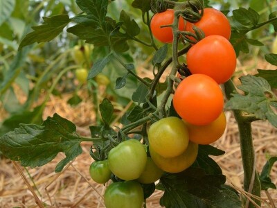 Mladi tim razvio brend Domestica Mladi tim razvio brend Domestica