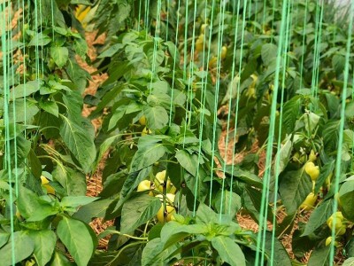 Mladi tim razvio brend Domestica Mladi tim razvio brend Domestica