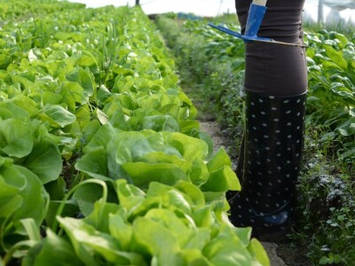 Mladi tim razvio brend Domestica Mladi tim razvio brend Domestica