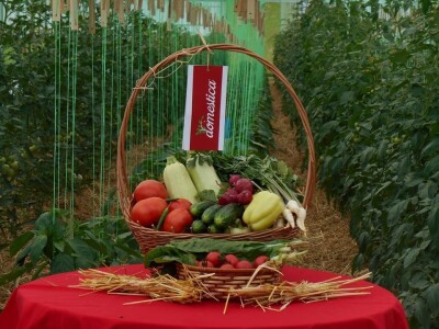 Mladi tim razvio brend Domestica Mladi tim razvio brend Domestica