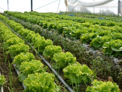 Mladi tim razvio brend Domestica Mladi tim razvio brend Domestica