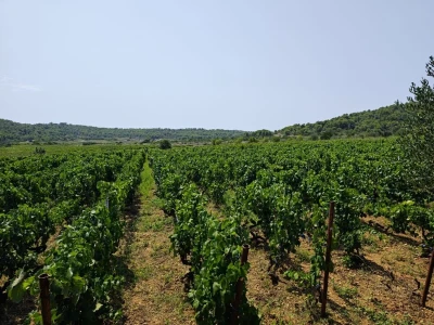 Mladi vinari i vinogradari sa otoka Visa