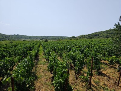 Mladi vinari i vinogradari sa otoka Visa