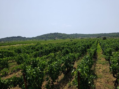 Mladi vinari i vinogradari sa otoka Visa