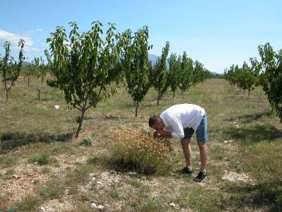 Mladi voćar Marijan Vučak uživa i u mirisu smilja