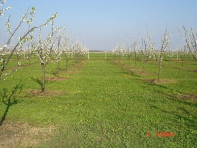 Poticaj za uzgoj autohtonih sorti šljive