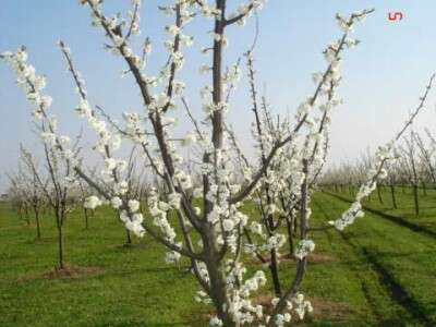 Poticaj za uzgoj autohtonih sorti šljive