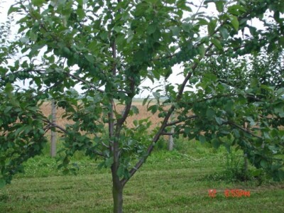 Poticaj za uzgoj autohtonih sorti šljive